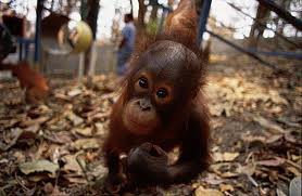 orang-oetan jong